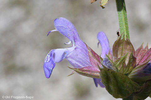 Salvia officinalis  Garden sage,Geotagged,Greece,Salvia officinalis,Spring