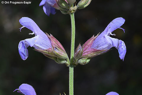 Salvia officinalis  Garden sage,Geotagged,Greece,Salvia officinalis,Spring
