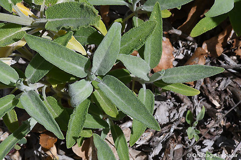 Salvia officinalis  Garden sage,Geotagged,Greece,Salvia officinalis,Spring
