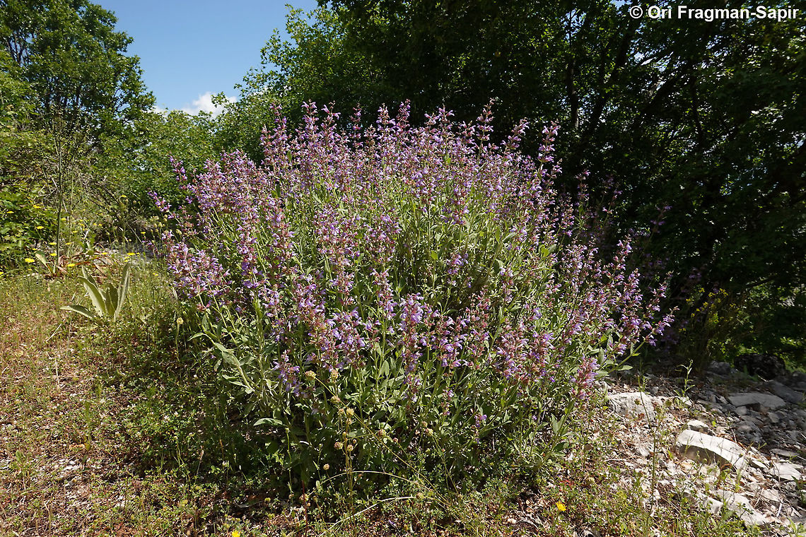 Salvia officinalis  Garden sage,Geotagged,Greece,Salvia officinalis,Spring