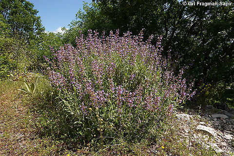 Salvia officinalis  Garden sage,Geotagged,Greece,Salvia officinalis,Spring