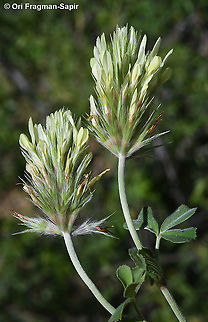 Trifolium xanthinum  Geotagged,Greece,Spring,Trifolium xanthinum