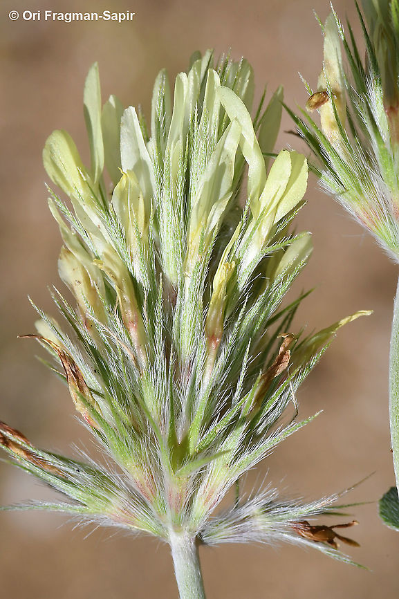 Trifolium xanthinum  Geotagged,Greece,Spring,Trifolium xanthinum