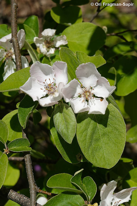 Cydonia oblonga  Cydonia oblonga,Geotagged,Greece,Spring,quince