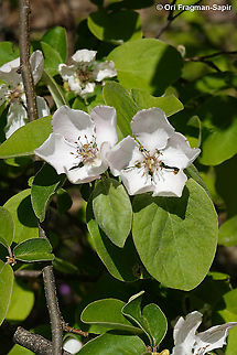 Cydonia oblonga  Cydonia oblonga,Geotagged,Greece,Spring,quince