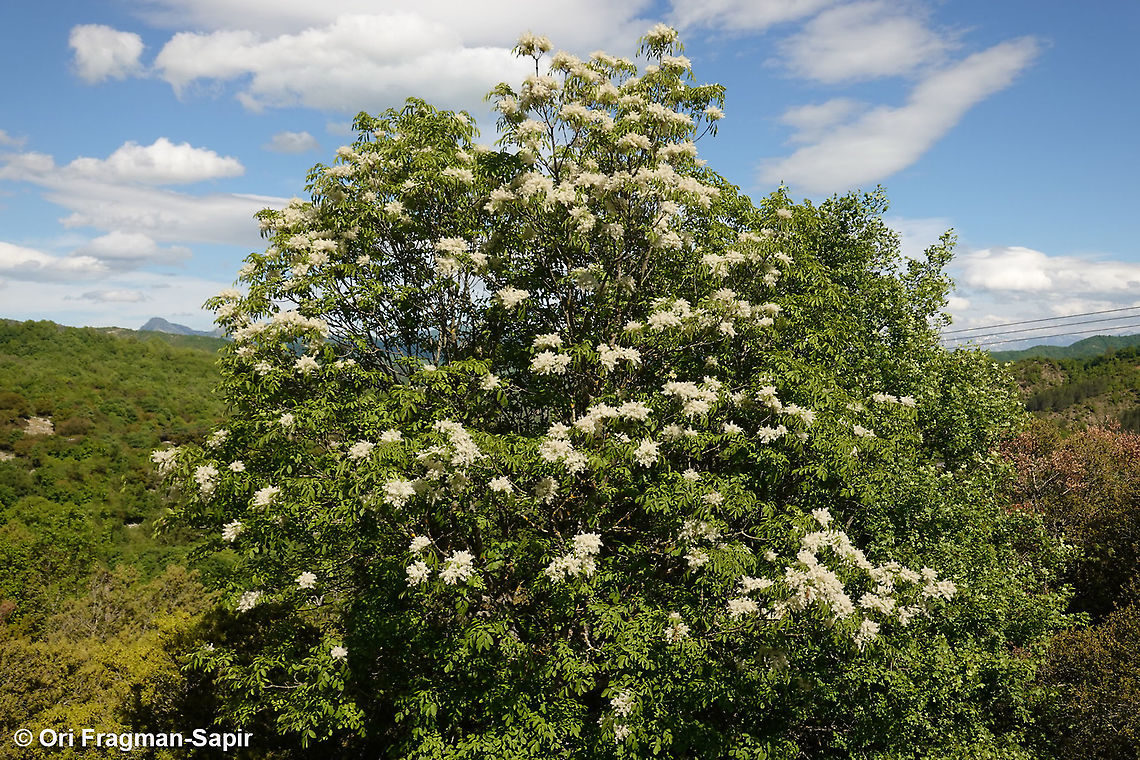 Fraxinus ornus  Fraxinus ornus,Geotagged,Greece,South European flowering ash,Spring