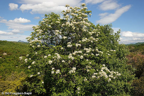 Fraxinus ornus  Fraxinus ornus,Geotagged,Greece,South European flowering ash,Spring
