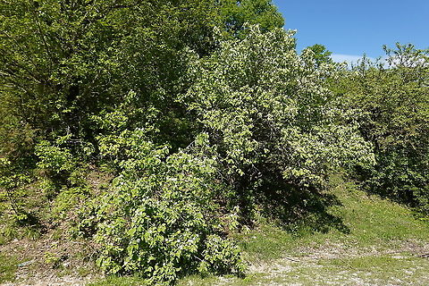 Cydonia oblonga  Cydonia oblonga,Geotagged,Greece,Spring,quince
