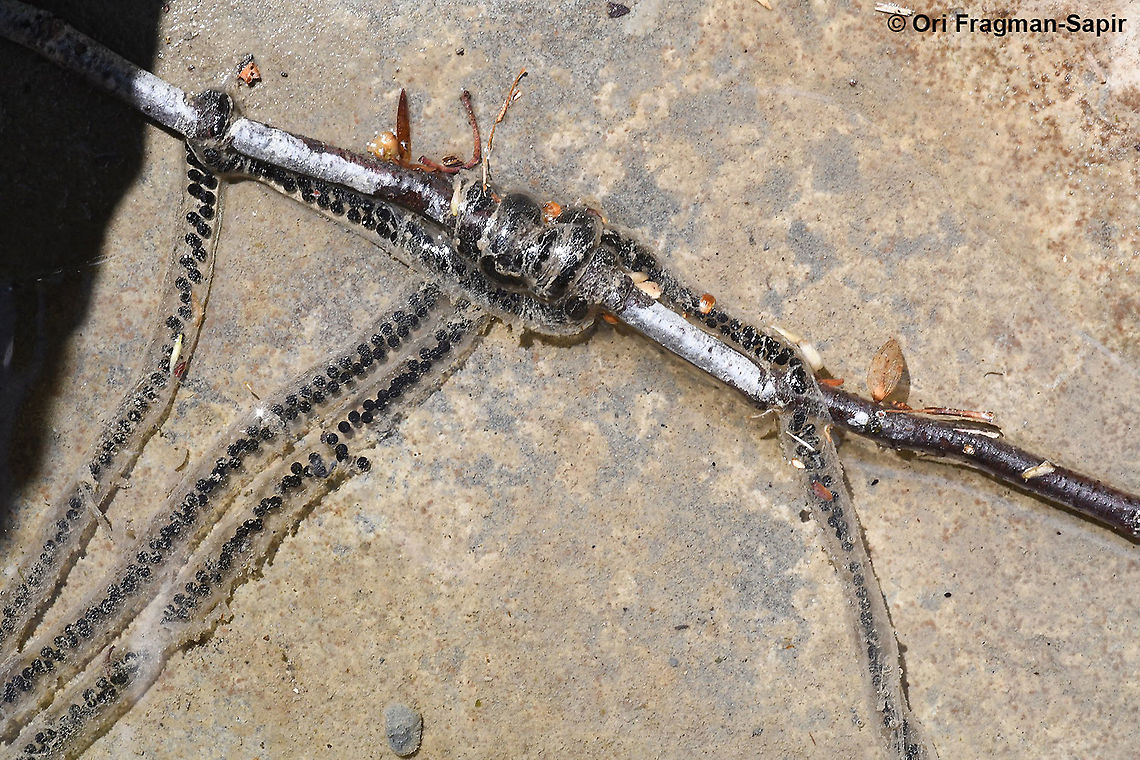 Bufo  Bufo,Geotagged,Greece,Spring