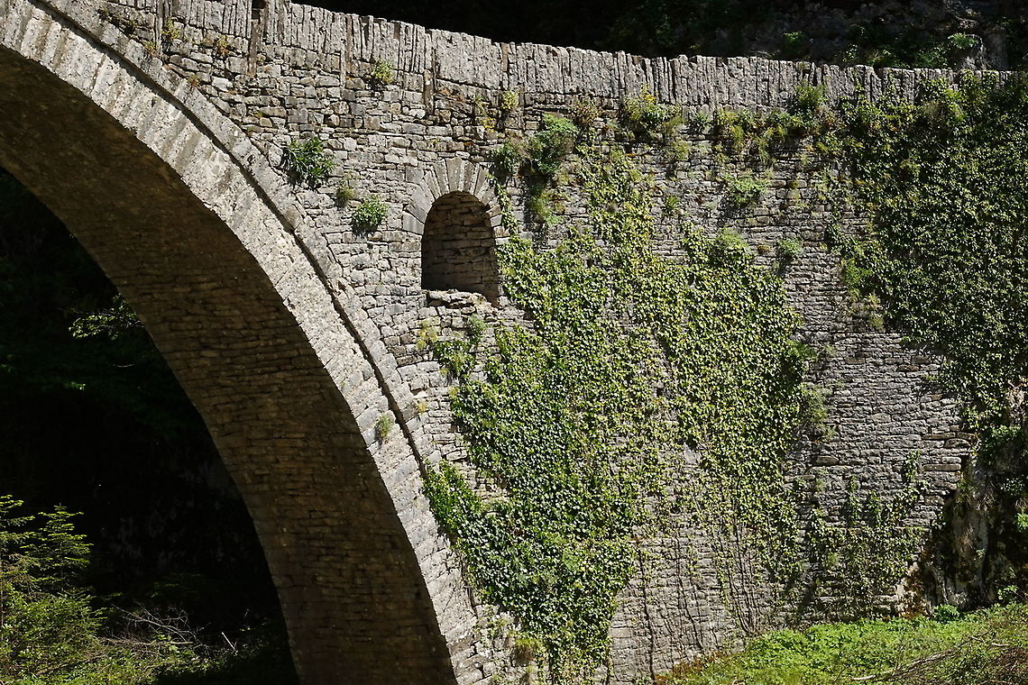 hedera helix  English ivy,Geotagged,Greece,Hedera helix,Spring