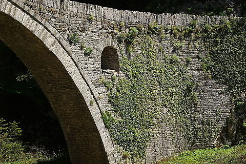 hedera helix  English ivy,Geotagged,Greece,Hedera helix,Spring