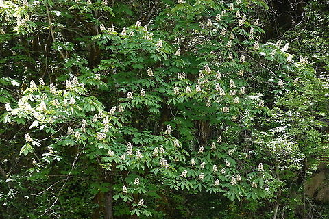 Aesculus hippocastanum  Aesculus hippocastanum,Geotagged,Greece,Horse-chestnut,Spring