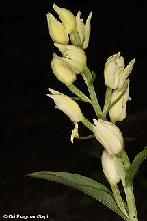 Cephalanthera damasonium  Cephalanthera damasonium,Geotagged,Greece,Spring,White Helleborine