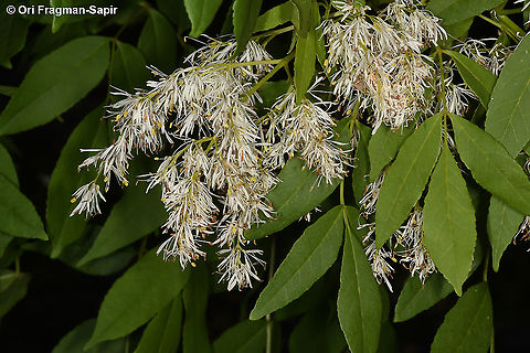 Fraxinus ornus  Fraxinus ornus,South European flowering ash