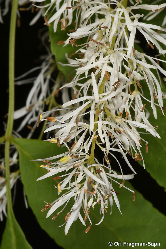 Fraxinus ornus  Fraxinus ornus,Geotagged,Greece,South European flowering ash,Spring