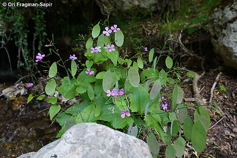 Lunaria annua  Annual honesty,Geotagged,Greece,Lunaria annua,Spring