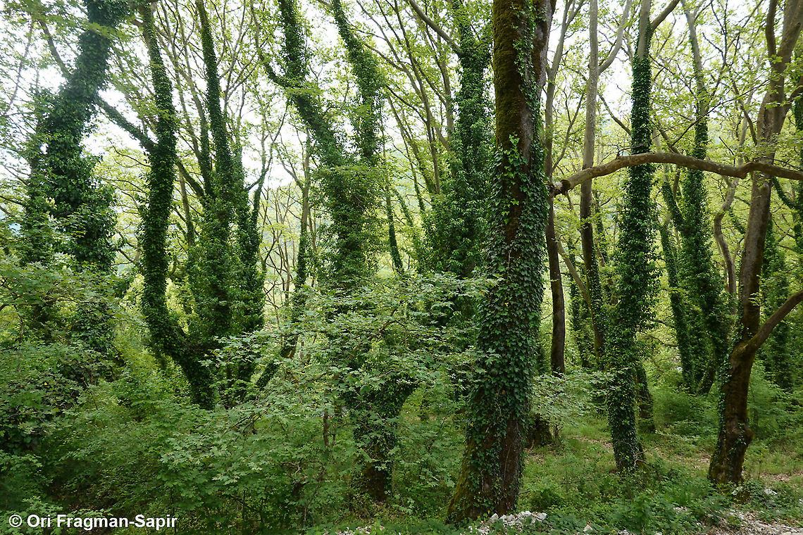 Platanus orientalis  Geotagged,Greece,Oriental Plane,Platanus orientalis,Spring