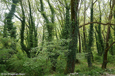 Platanus orientalis  Geotagged,Greece,Oriental Plane,Platanus orientalis,Spring