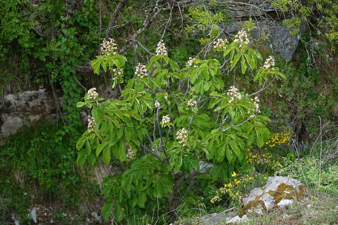 Aesculus hippocastanum  Aesculus hippocastanum,Geotagged,Greece,Horse-chestnut,Spring