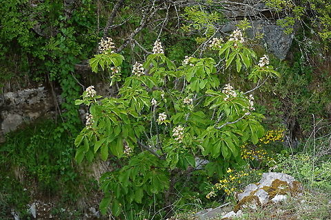 Aesculus hippocastanum  Aesculus hippocastanum,Geotagged,Greece,Horse-chestnut,Spring