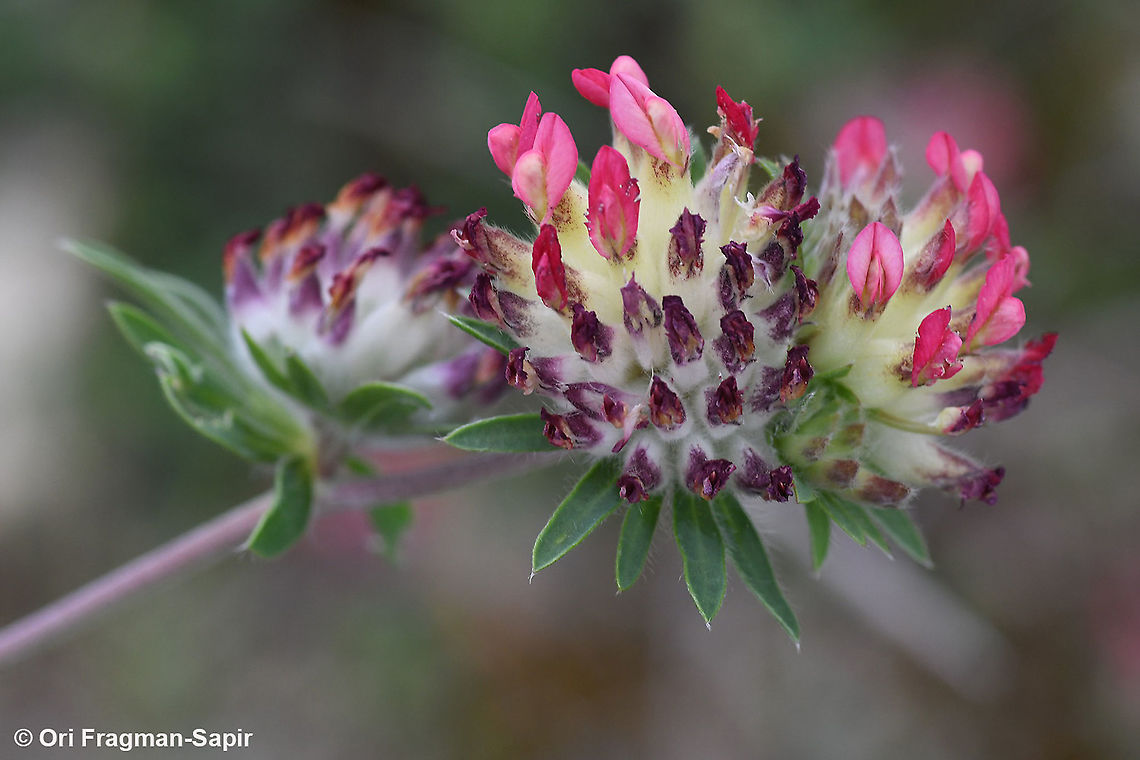 Anthyllis vulneraria ssp rubriflora  Anthyllis vulneraria,Geotagged,Greece,Spring