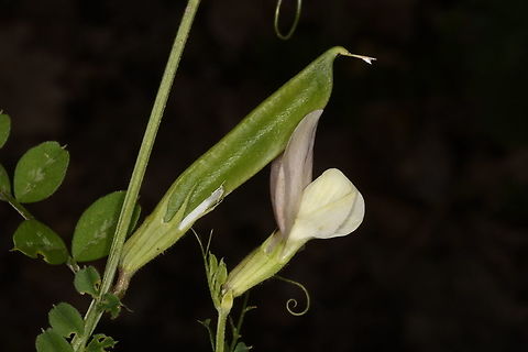 Vicia grandiflora  Geotagged,Greece,Large-flowered vetch,Spring,Vicia grandiflora