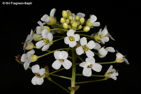 Capsella bursa-pastoris  Capsella bursa-pastoris,Geotagged,Greece,Shepherds Purse,Spring