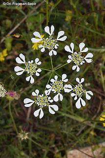 Tordylium apulum  Geotagged,Greece,Spring,Tordylium apulum