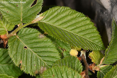 Ostrya carpinifolia  European hop-hornbeam,Geotagged,Greece,Ostrya carpinifolia,Spring