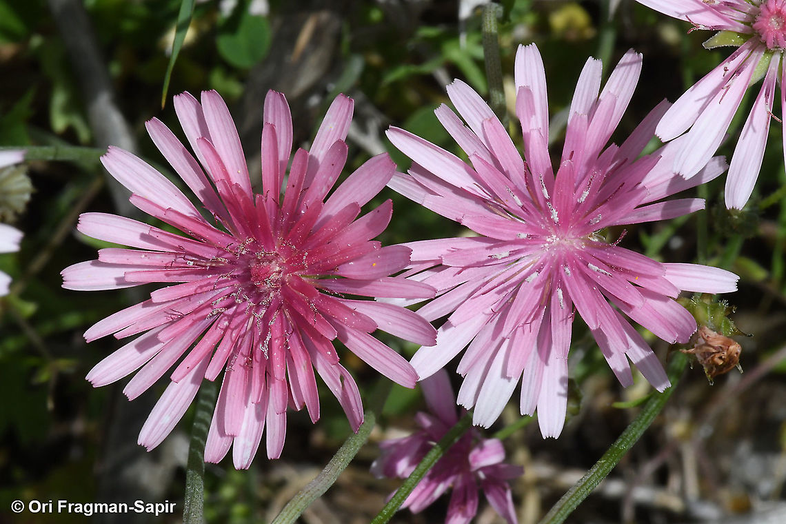 Crepis rubra  Crepis rubra,Geotagged,Spring