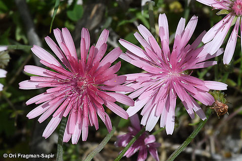Crepis rubra  Crepis rubra,Geotagged,Spring