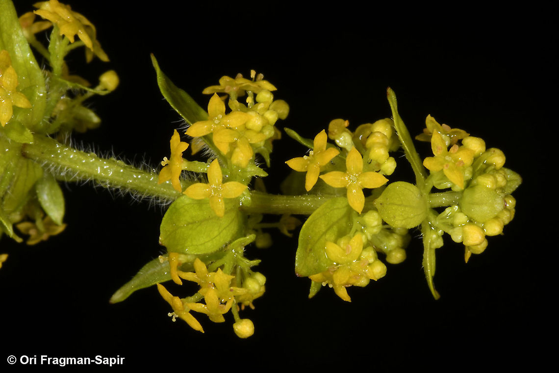 Cruciata laevipes  Cruciata laevipes,Geotagged,Greece,Spring,crosswortsmooth bedstraw