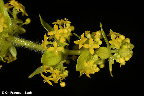 Cruciata laevipes  Cruciata laevipes,Geotagged,Greece,Spring,crosswortsmooth bedstraw