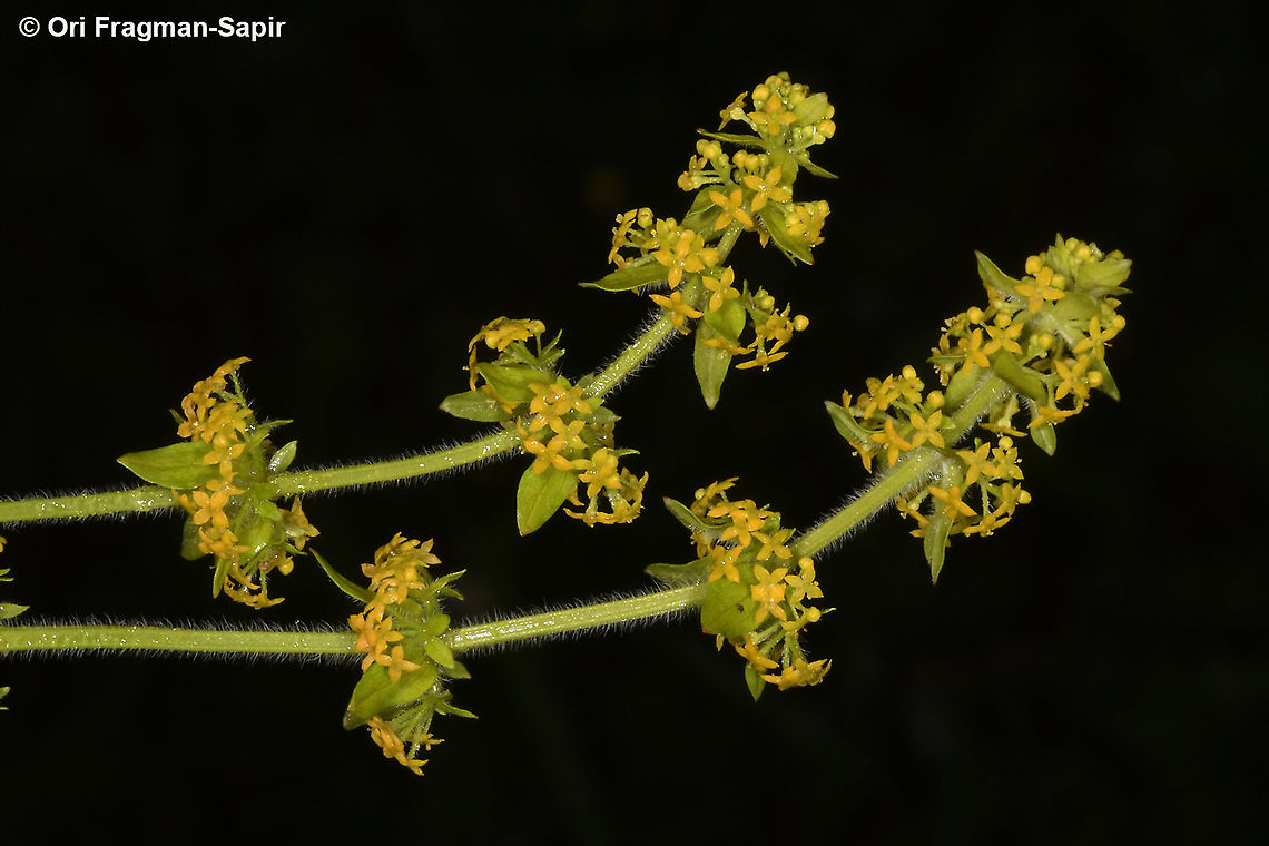 Cruciata laevipes  Cruciata laevipes,Geotagged,Greece,Spring,crosswortsmooth bedstraw