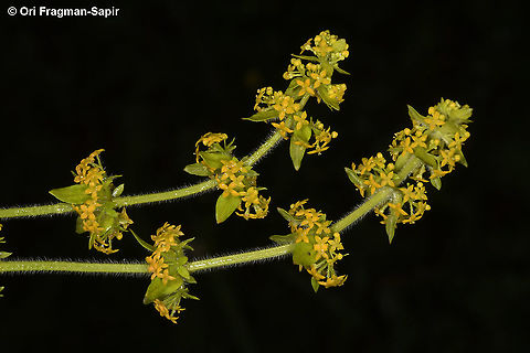 Cruciata laevipes  Cruciata laevipes,Geotagged,Greece,Spring,crosswortsmooth bedstraw