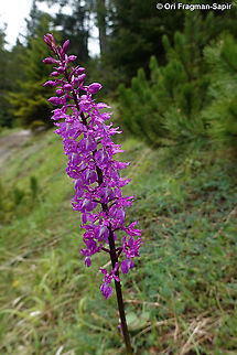 Orchis mascula  Early-purple orchid,Geotagged,Greece,Orchis mascula,Spring