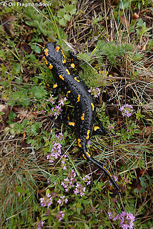 Salamandra salamandra  Fire Salamander,Geotagged,Greece,Salamandra salamandra,Spring
