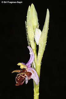 Ophrys scolopax ssp. cornuta  Geotagged,Greece,Ophrys scolopax,Spring,Woodcock bee-orchid