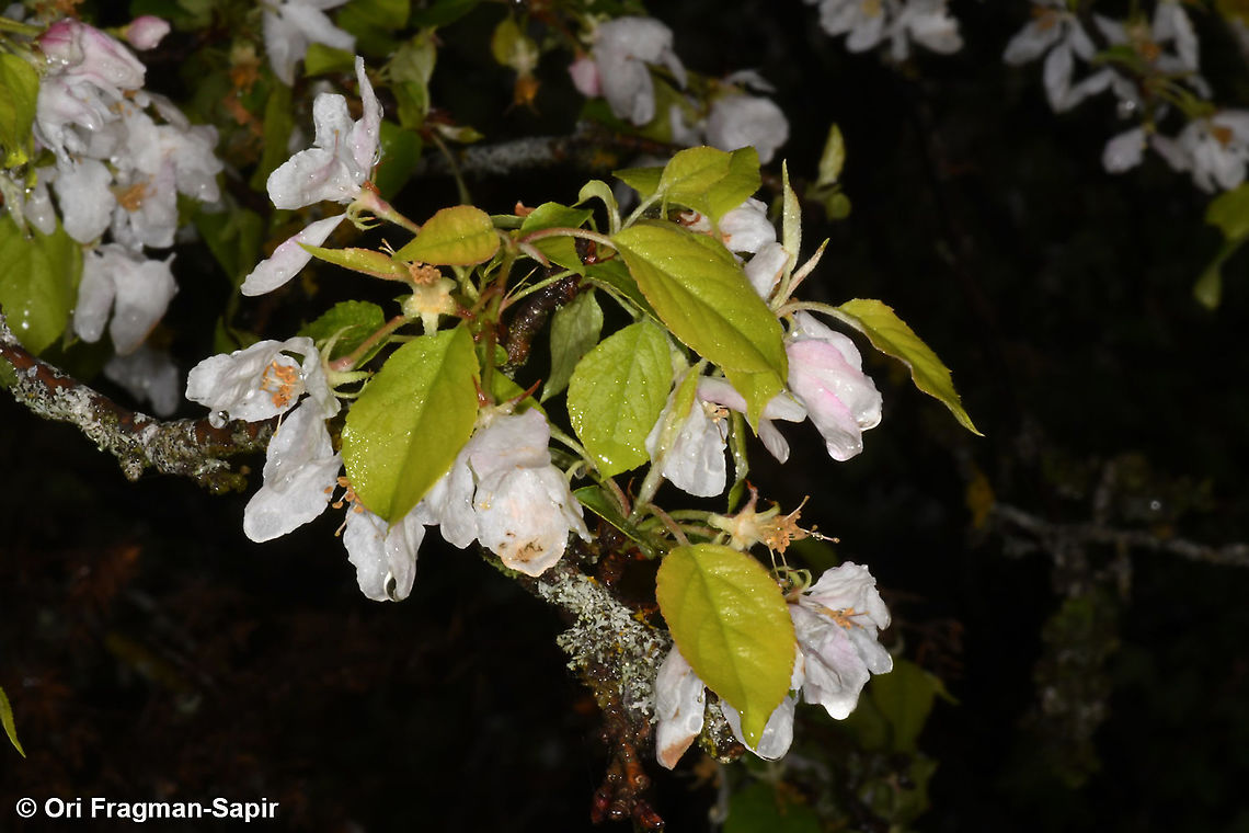 Malus sylvestris  European crab apple,Geotagged,Greece,Malus sylvestris,Spring