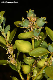 Buxus sempervirens  Buxus sempervirens,Common Box,Geotagged,Greece,Spring