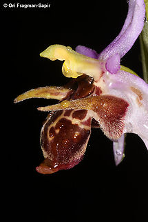 Ophrys scolopax ssp. cornuta  Geotagged,Greece,Ophrys scolopax,Spring,Woodcock bee-orchid