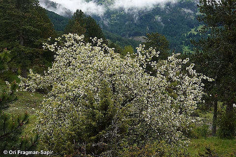 Malus sylvestris  European crab apple,Geotagged,Greece,Malus sylvestris,Spring