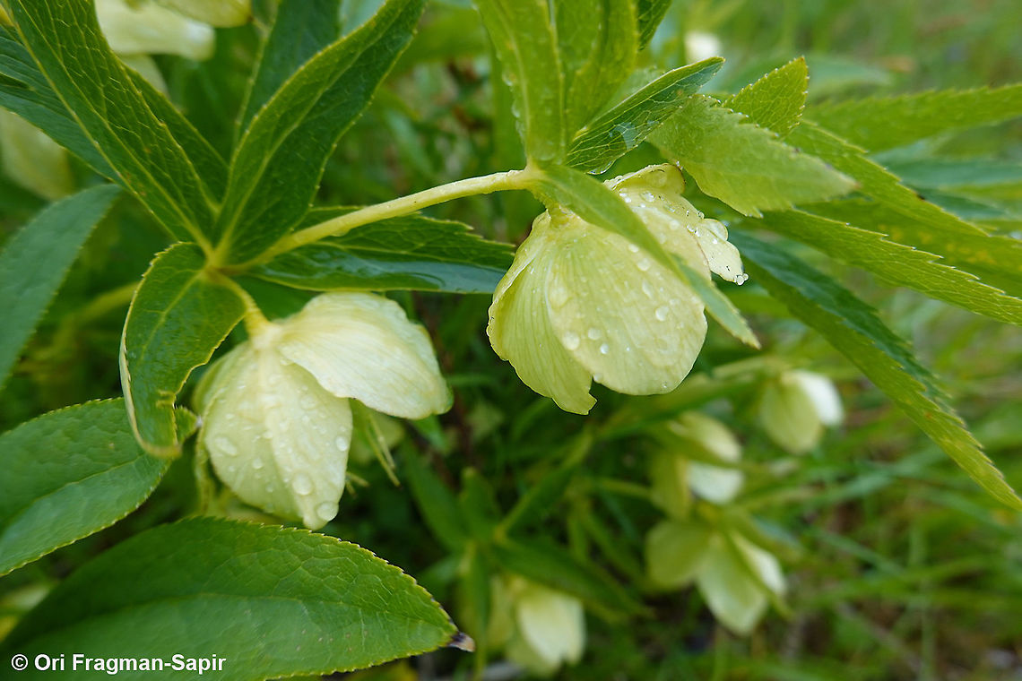 Helleborus cyclophyllus  Geotagged,Greece,Helleborus cyclophyllus,Spring