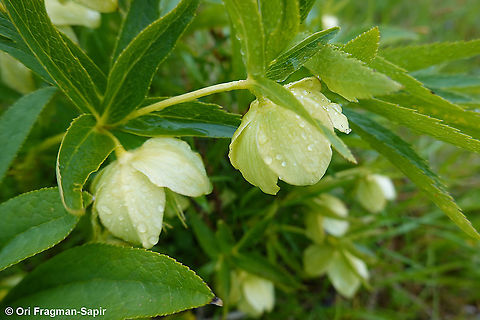 Helleborus cyclophyllus  Geotagged,Greece,Helleborus cyclophyllus,Spring