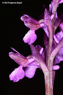 Anacamptis morio ssp. caucasica  Anacamptis morio,Geotagged,Greece,Green-winged orchid,Spring
