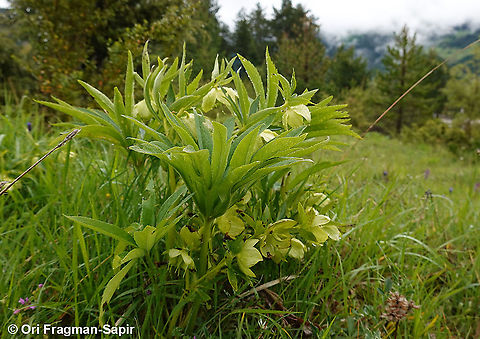 Helleborus cyclophyllus  Geotagged,Greece,Helleborus cyclophyllus,Spring