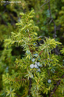 Juniperus communis  Common juniper,Geotagged,Greece,Juniperus communis,Juniperus oxycedrus,Prickly juniper,Spring