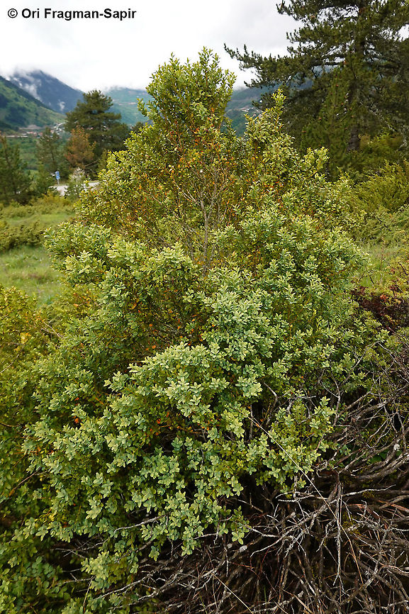 Buxus sempervirens  Buxus sempervirens,Common Box,Geotagged,Greece,Spring