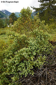 Buxus sempervirens  Buxus sempervirens,Common Box,Geotagged,Greece,Spring