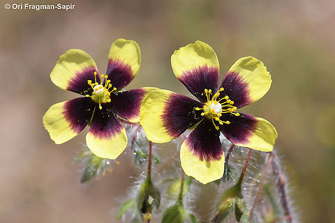 Tuberaria guttata  Geotagged,Greece,Spotted Rock-Rose,Spring,Tuberaria guttata